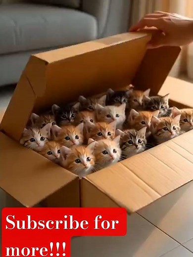 “Fifty Mewing Kittens Jump Out of the Carton – Cutest Surprise Ever!”