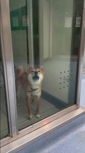 We love Adoption Days | Dogs Trust