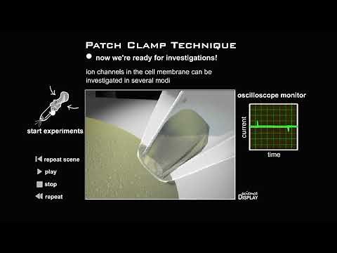 Patch Clamp Technique