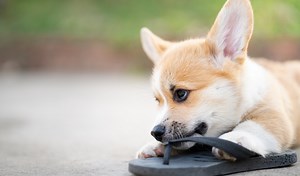 What To Do If Your Dog Swallows Something He Shouldn't