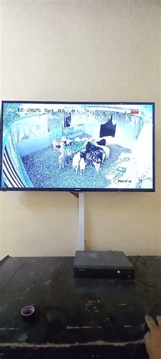 Hikvision analogue camera, DVR with Wi-Fi mini PT camera setup. #foryou