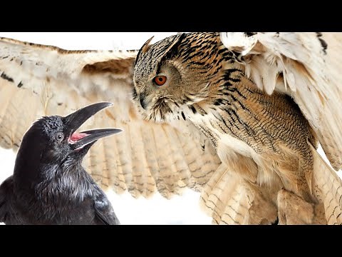 Owl and Crows fighting on the roof