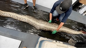 This 18-foot python's last meal was a whole alligator