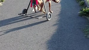 30K views · 388 reactions | Boo the spotted pup teaches her friend how to use her wheelchair. Amazing! | Rumble | Facebook