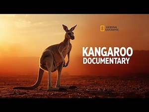 “Kangaroo documentary - the marsupials of the outback”#KangarooDocumentary#OutbackWildlife