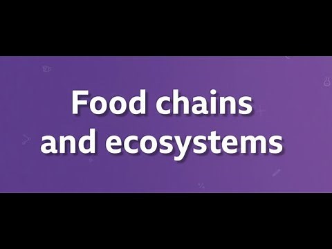 Food Chains (BBC BITESIZE KS3 BIOLOGY)