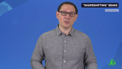 Bigger Beaks Through Climate Change | SciShow News