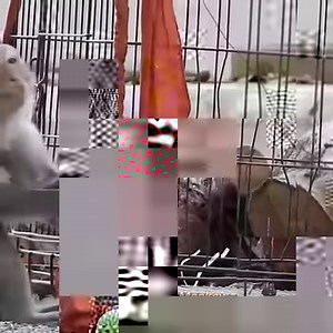 The sad baby monkey was trapped in the cage, the mother monkey tried to help and was very sad | MiMi Monkey