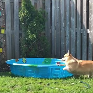 19K views · 2.5K reactions | There is no obstacles for me …. | Mr Bean The Corgi | Facebook