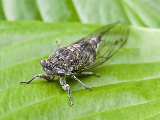 The Secret Behind That Cicada Sound