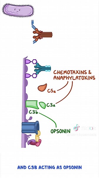 The complement system doesn't generate compliments for you... but it does help destroy pathogens in your body! Learn all about it in today's #ClinicalCuts. The complement system refers to a group of plasma proteins called the complement proteins, which are produced in the liver, and act collectively to help destroy pathogens. Think of them like a little militia that “complement” the work of antibodies. There are actually three complement pathways: • The classical pathway: called that because it