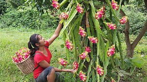 451K views · 11K reactions | Natural dragon fruit for food of survival | My Natural Food Jungle | Facebook