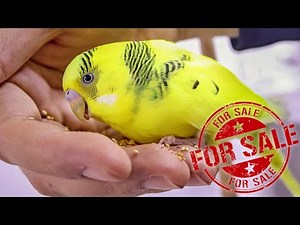 Budgies For Sale