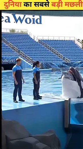 I Found the World's Largest Fish