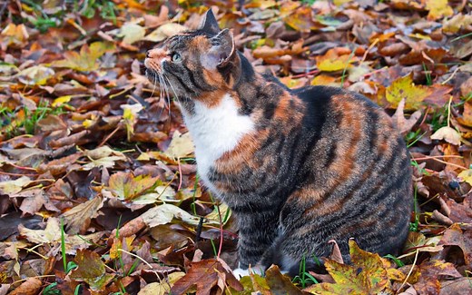 100 Impressive Nature-Inspired Cat Names