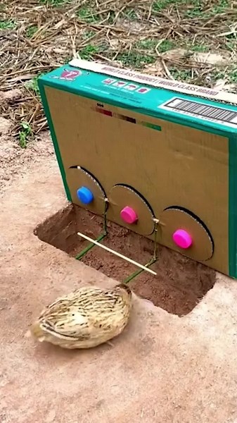 Smart Bird Traps Designed for Stunning Catches