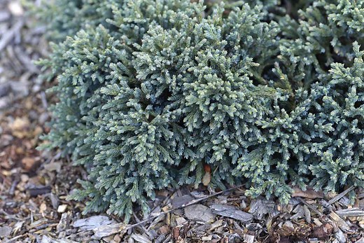 Learn About the Low-Maintenance Blue Star Juniper Shrub