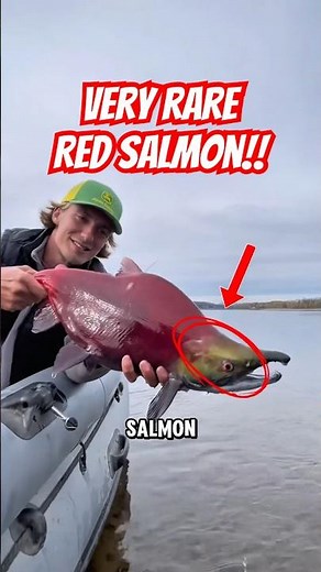 Wild Red Salmon, Nature’s Brightest Catch! 🐟🔥