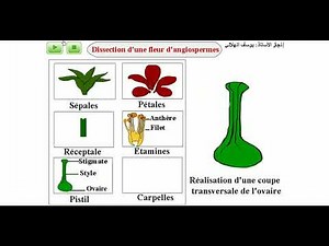 Dissection de la fleur d'angiosperme - Tronc commun scientifique