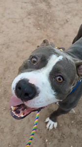 24K views · 602 reactions | There are so many ways EVERYONE can help, even if you're not in a position to foster or adopt  | Pima Animal Care Center | Facebook