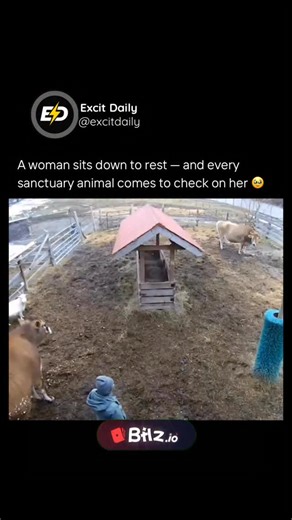 Excitdaily on Instagram: "This video, shared by Off The Plate Animal Sanctuary, shows a quiet moment where a caregiver sits down to rest and is immediately surrounded by rescued cows and goats who gently approach, sniff, and nuzzle her. The unprompted interaction captures the calm trust that can form between humans and animals in safe, nurturing environments. Off The Plate Animal Sanctuary, a U.S.-based 501(c)(3) nonprofit, rescues farm animals from slaughter and provides lifelong care while adv