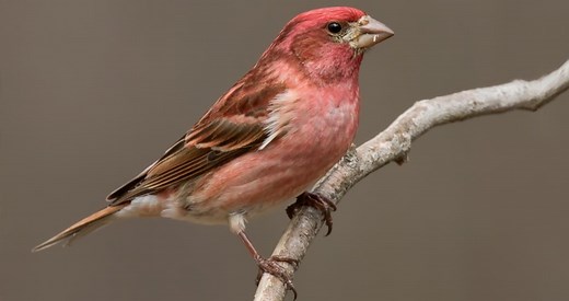 Purple Finch Identification, All About Birds, Cornell Lab of Ornithology