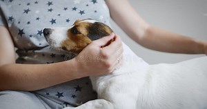 Femme Enceinte Avec Son Chien Clips Vidéos - Vidéo du accouplement, canapé: 119680279
