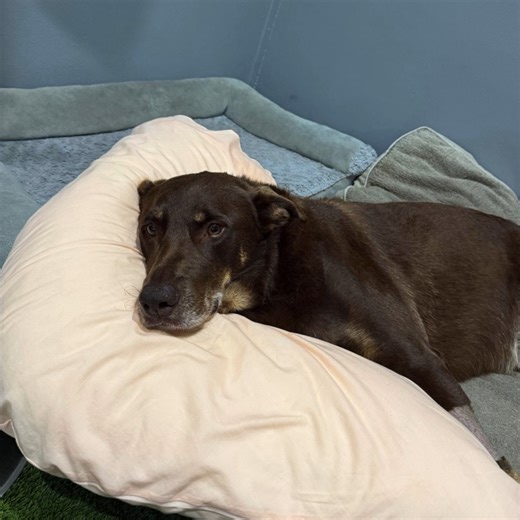 Baxter first came to Animal Emergency Service after suddenly becoming weak and unable to stand. He was then transferred to VSS Carrara for further work-up and supportive care, where he was later tentatively diagnosed with Polyradiculoneuritis, also known as Coonhound Paralysis. With intensive nursing, tailored supportive care, frequent veterinary reassessment and the unwavering dedication of his family, Baxter began slowly regaining strength. He is now standing and walking on his own at home - a