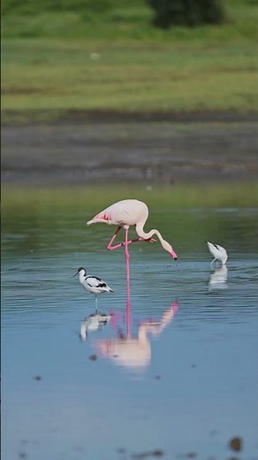 Lake Flamingos Flamingo 4K