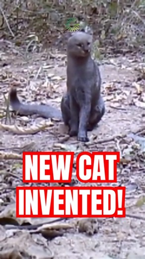 Nature decided to INVENT a new CAT