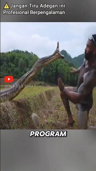 Everglades Ghost: Burmese Python Takes Over Florida! #giantsnake #burmesepython #Florida