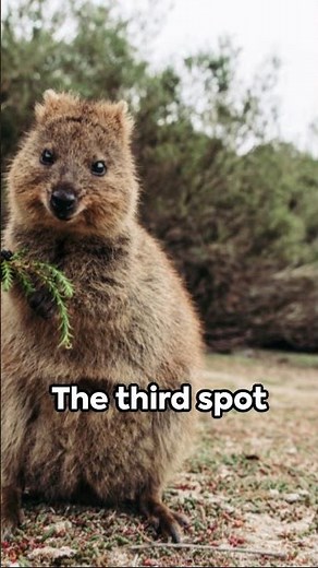 Top 5 Cutest Animals in the World!