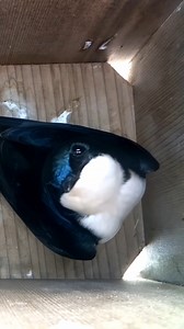 75K views · 2.2K reactions | Will we see the beautiful Tree Swallow nest this year? #wildlife #birdwatching #nature #nestbox #treeswallow #livecam #spring #nestboxlive | Nest Box Live | Facebook