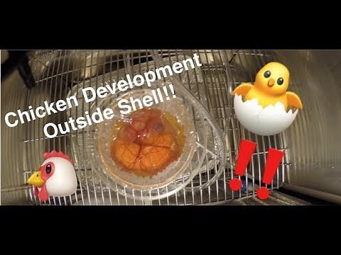 Chicken Embryo Development Time-lapse
