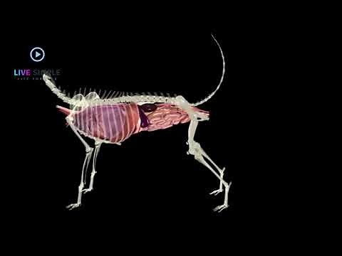Dog Anatomy in 3D. To the better understanding of the inner organs and bones of dogs.
