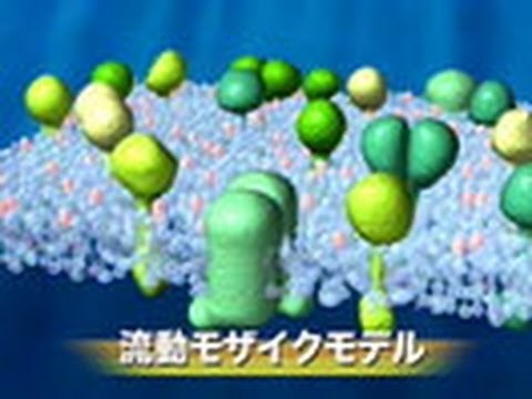 サイエンスフロンティア２１ （６４）1分子で見る細胞膜の世界 ～国際共同研究「膜機構プロジェクト」の挑戦～