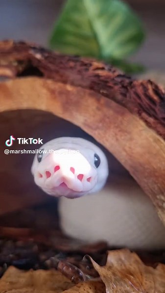 Hi, Meet My Cute Pet Snake! 🐍