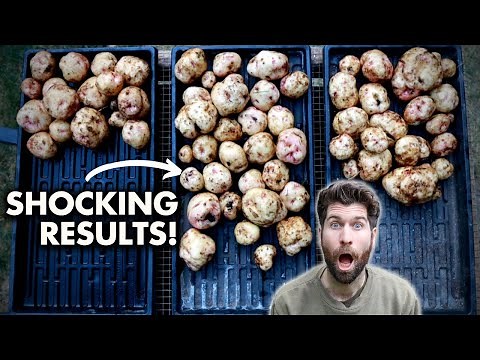 What the BEST soil for Growing Potatoes? MORE Experiment Results!