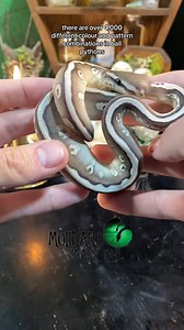 Egg cuttings from last season! All of these snakes made it out and are doing well! | The Molinaro Snake Lab