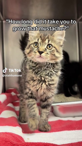 Adopt Adorable Kittens from the Humane Society