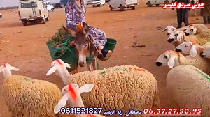 20K views · 520 reactions | مباشرة اليوم من سوق الخميس العطاوية إقليم قلعة السراغنة بتاريخ 25/7/2024 مع ثمن خروف كسابي والنعجة | حولي صردي كيسرــ sheep Sardi Guisser | Facebook