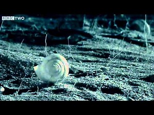 Small Spider Lifts Snail Shell Up Tree - Madagascar - BBC