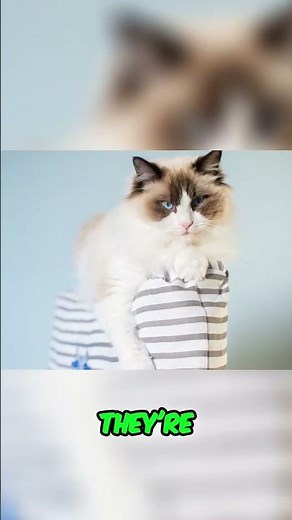 Ragdoll Cats Lifespan & Health Guide