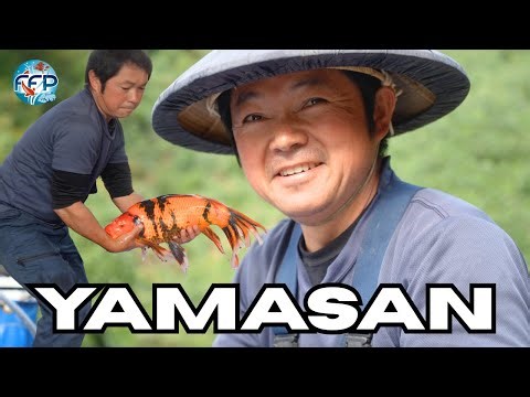 Harvesting Butterfly Koi with Yamasan