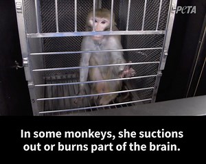 NEVER-BEFORE-SEEN FOOTAGE: This National Institutes of Health (NIH) animal experimenter saws off monkeys' skulls and suctions out bits of their brains 🤬 Then, they lock monkeys in tiny cages and scare them with rubber snakes and spiders. Not ONE of these tests have ever helped humans. Help PETA END these sadistic tests! http://peta.vg/2qcz | PETA (People for the Ethical Treatment of Animals)