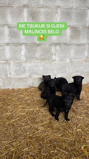 PASTOR_BELG_NË_SHITJE on TikTok