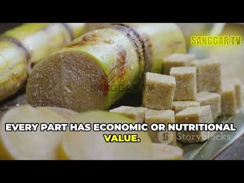 Tebu - Sugar Cane: The Sweet Grass That Powers the World