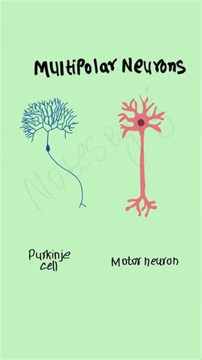 ⚡ Multipolar Neuron Labelled Diagram | Fast Neuroscience Revision
