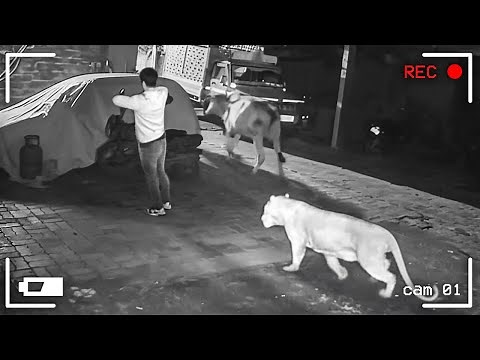 55 Incredible Moments Caught on CCTV Camera
