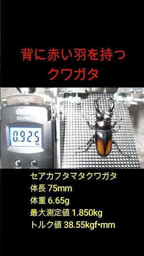 背に赤い羽を持つクワガタ【セアカフタマタクワガタ】